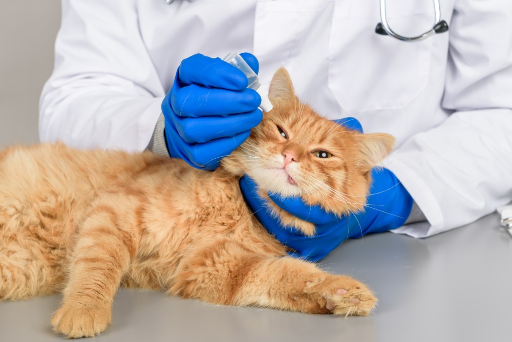 Если вы не уверены в своих силах, попросите ветеринара продемонстрировать процесс закапывания капель коту