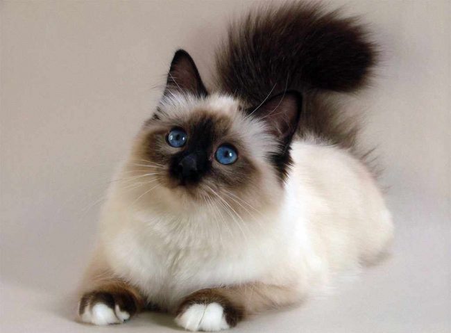 Есть у данной породы и полное название Священная бирманская кошка