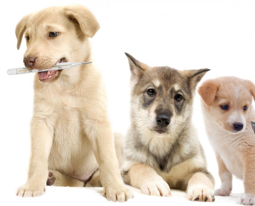 За несколько дней до прививки периодически измеряйте температуру щенку и следите за его состоянием