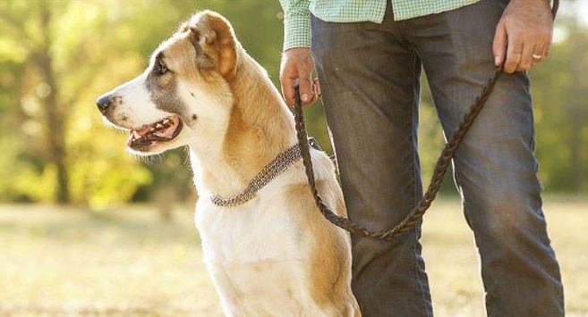 Забота и внимание, оказываемые псу, помогут на долгие годы забыть о болезненных проявлениях экземы