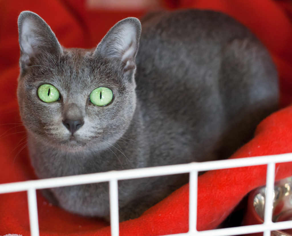 Зеленый цвет глаз, распространенный у Коратов редко встречается среди представителей кошачьих