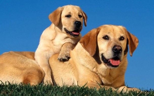 Знакомство может облегчить принадлежность взрослой собаки и щенка к одной породе