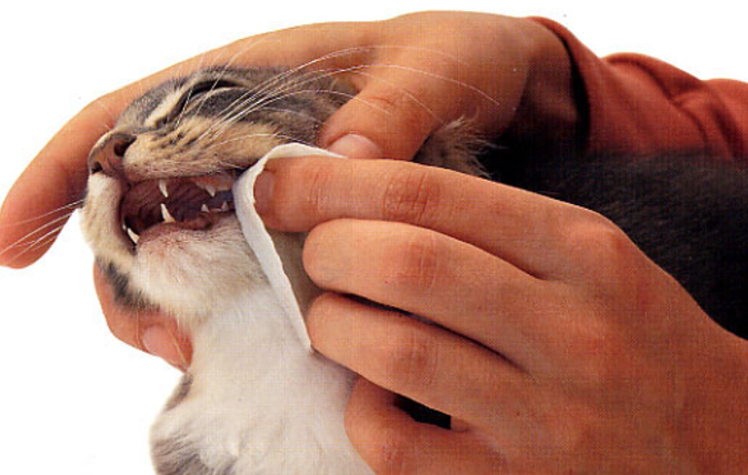 Зубы котов нуждаются во внимании хозяина