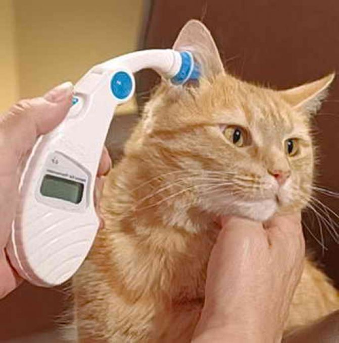 Измерение температуры у кошки через ушной канал
