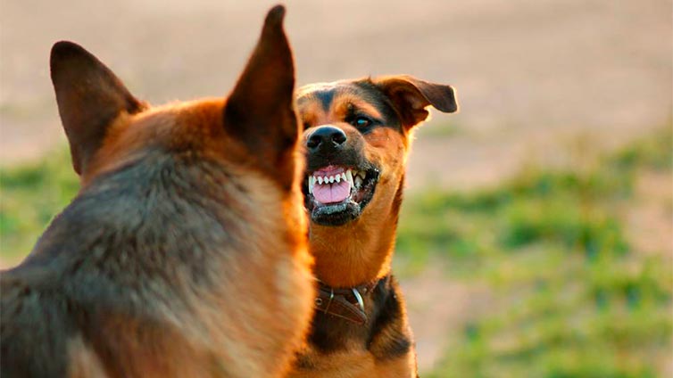 Иногда хозяин может неосознанно поощрять агрессию собаки