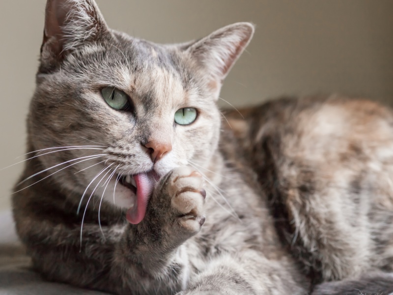 Интерес кошки к своим когтям может объясняться постоянным раздражением кожи вокруг них