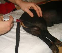 Инъекция в бедро собаке