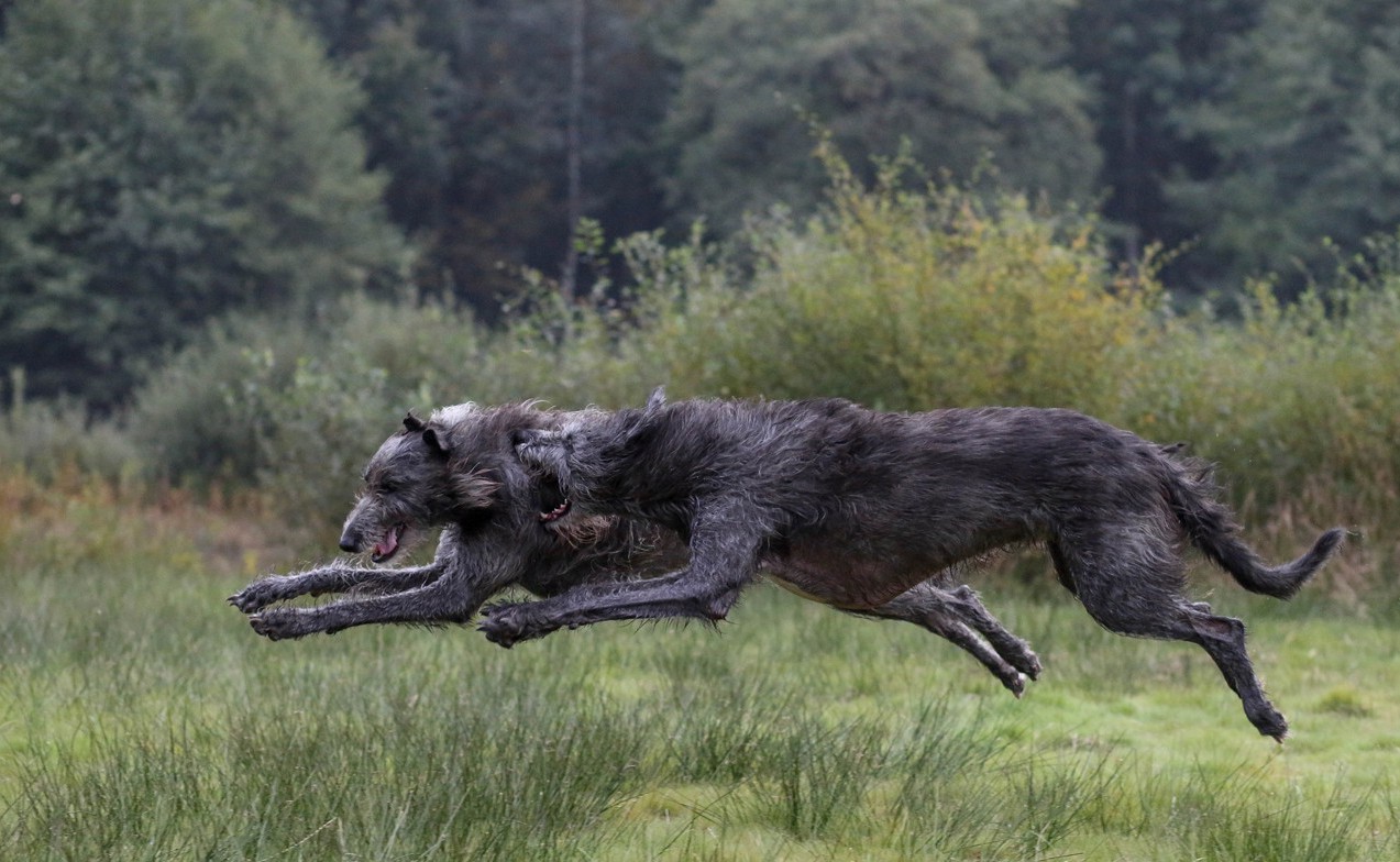 Ирландский волкодав - самая большая охотничья собака в мире