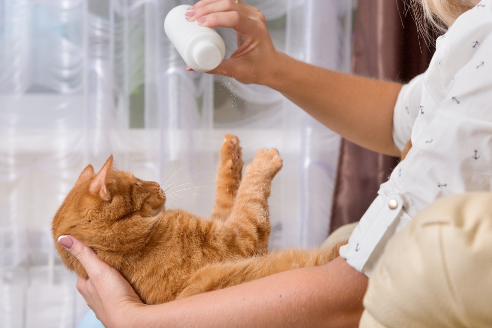Использование сухого шампуня для мытья взрослой кошки