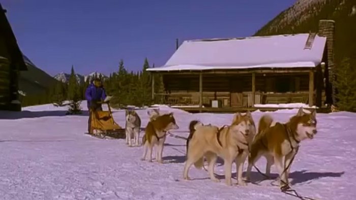 Кадр из фильма "Снежные псы"