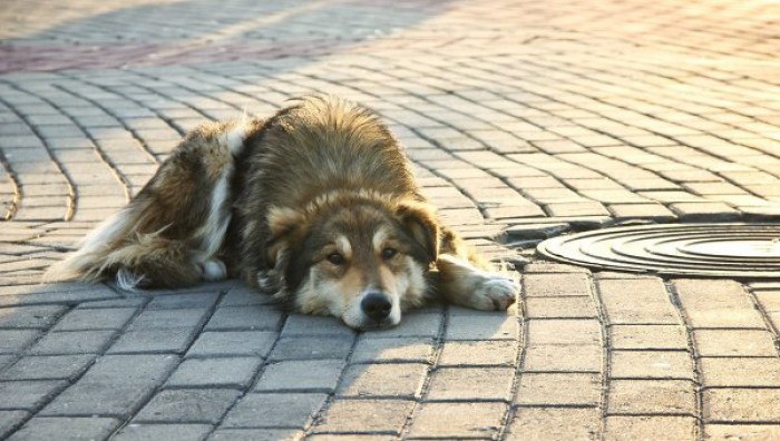 Каждый день бездомным собакам приходится выживать, превозмогая себя, что удается не всем особям