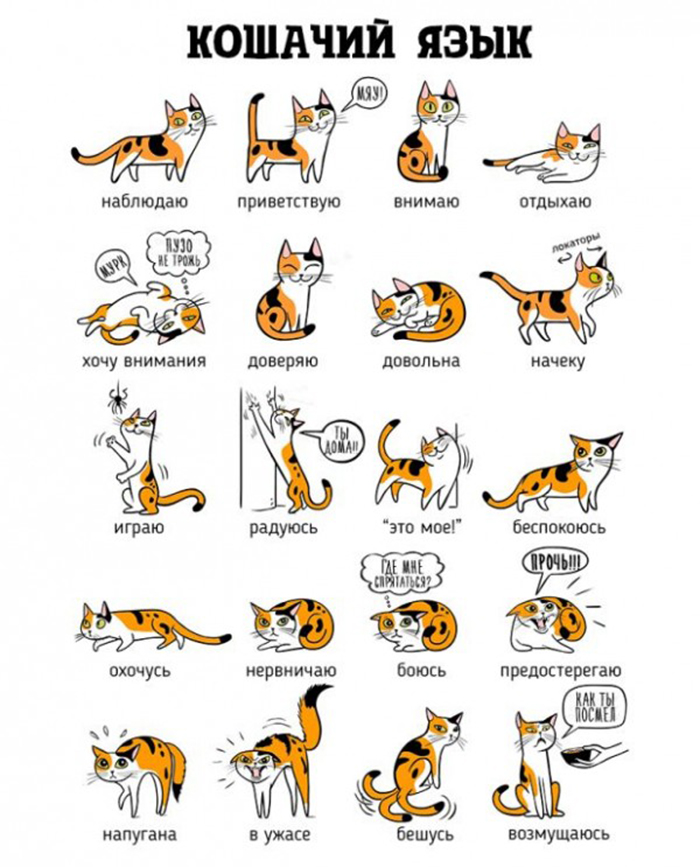 Как определить настроение кота