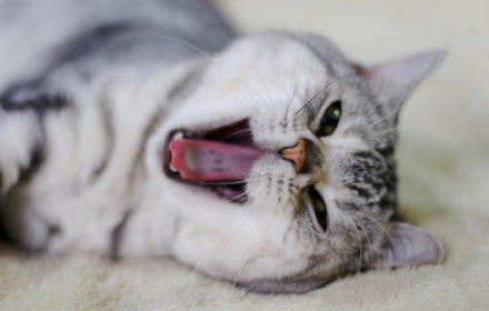 Как отучить кота орать по утрам