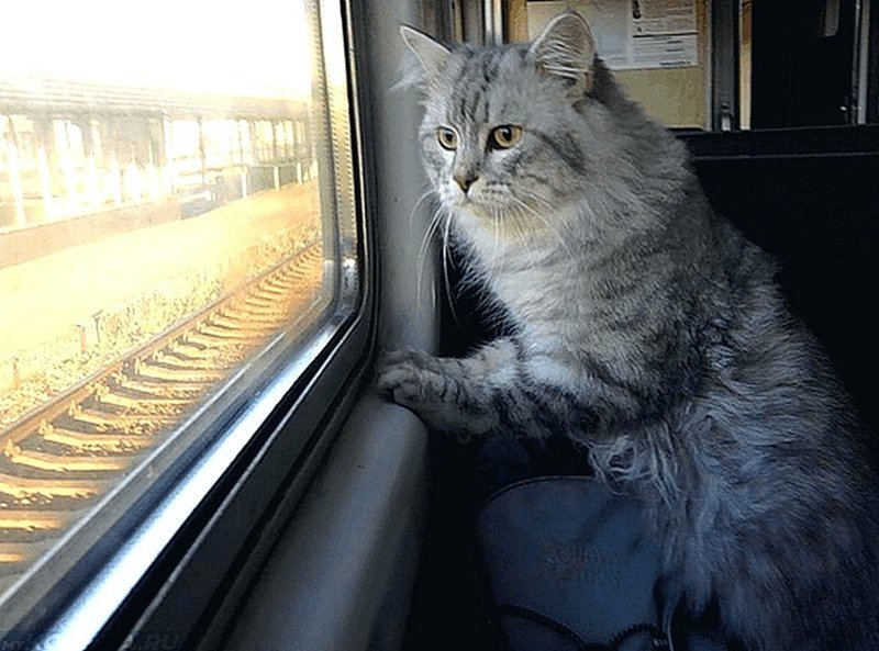 Как отправить кошку поездом в другой город без хозяина недорого