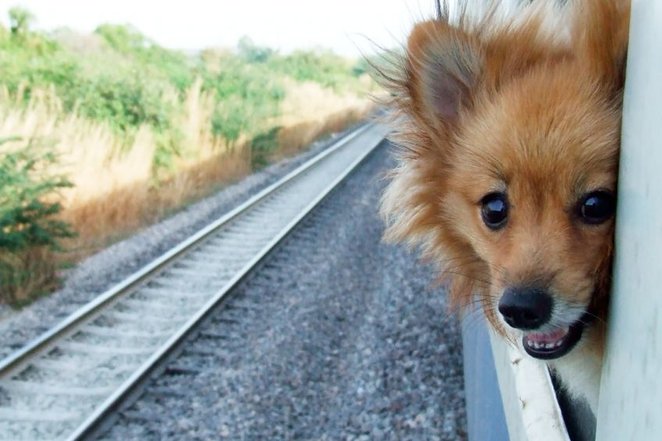 Как перевозить собаку в поездах по России