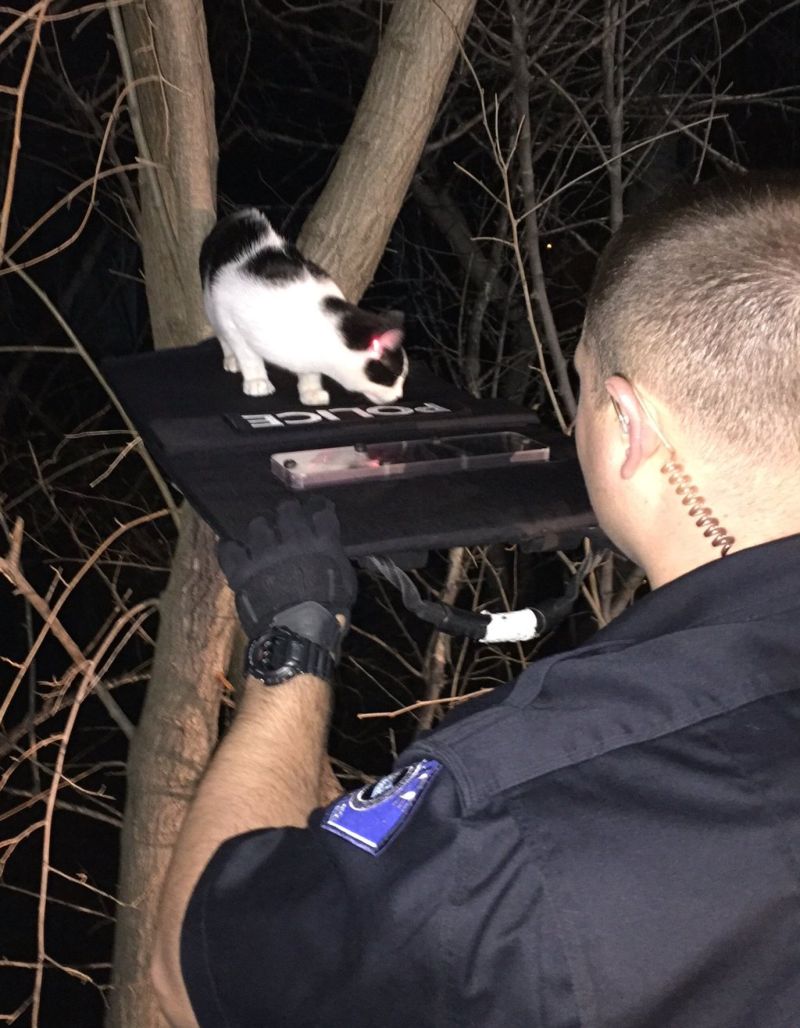 Как снять кота с дерева? Опыт американских полицейских