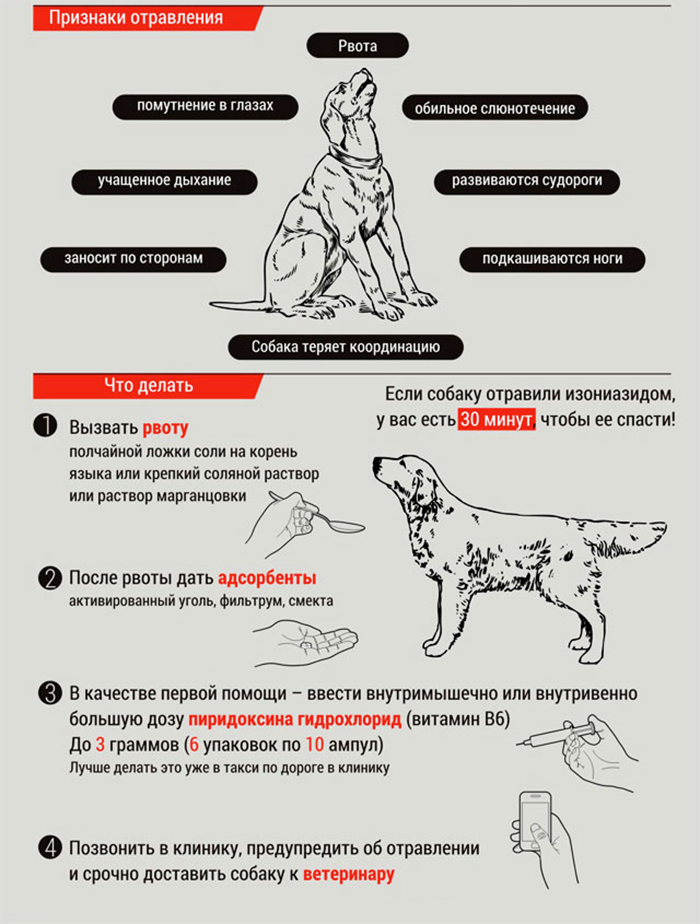 Как спасти собаку от отравления 