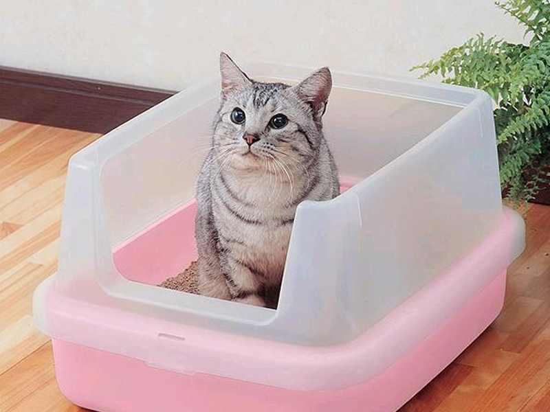 Какой наполнитель для кошачьего туалета лучше
