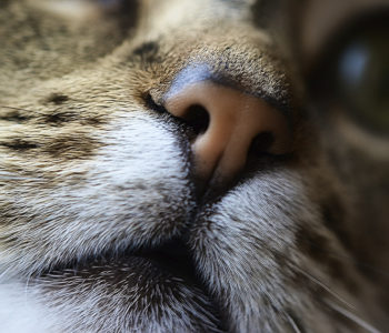 Какой нос должен быть у здоровой кошки