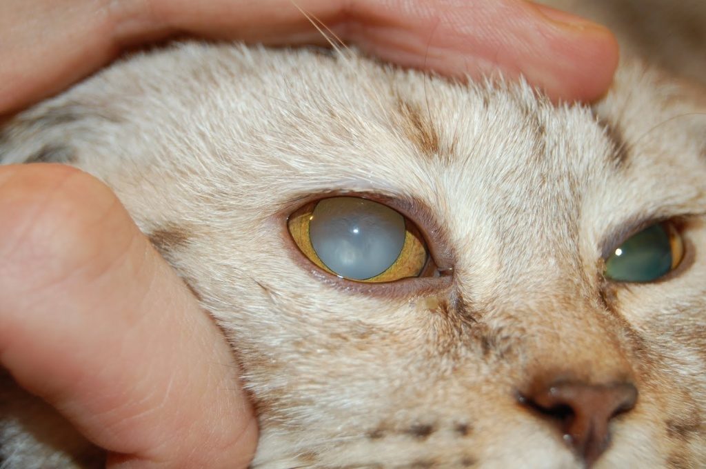 Катаракта является частой причиной помутнения глаза у кошек