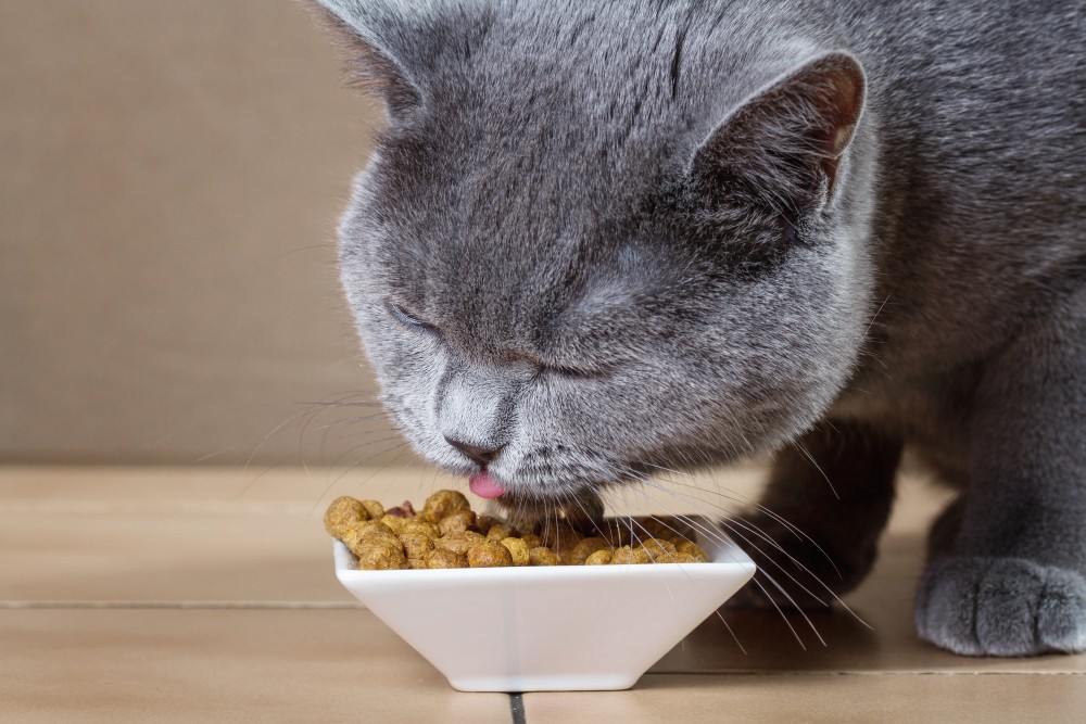 Кормить кота следует специальной диетической едой (лучше всего уточнить у ветеринара)