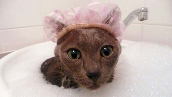 Кот в шапочке для купания