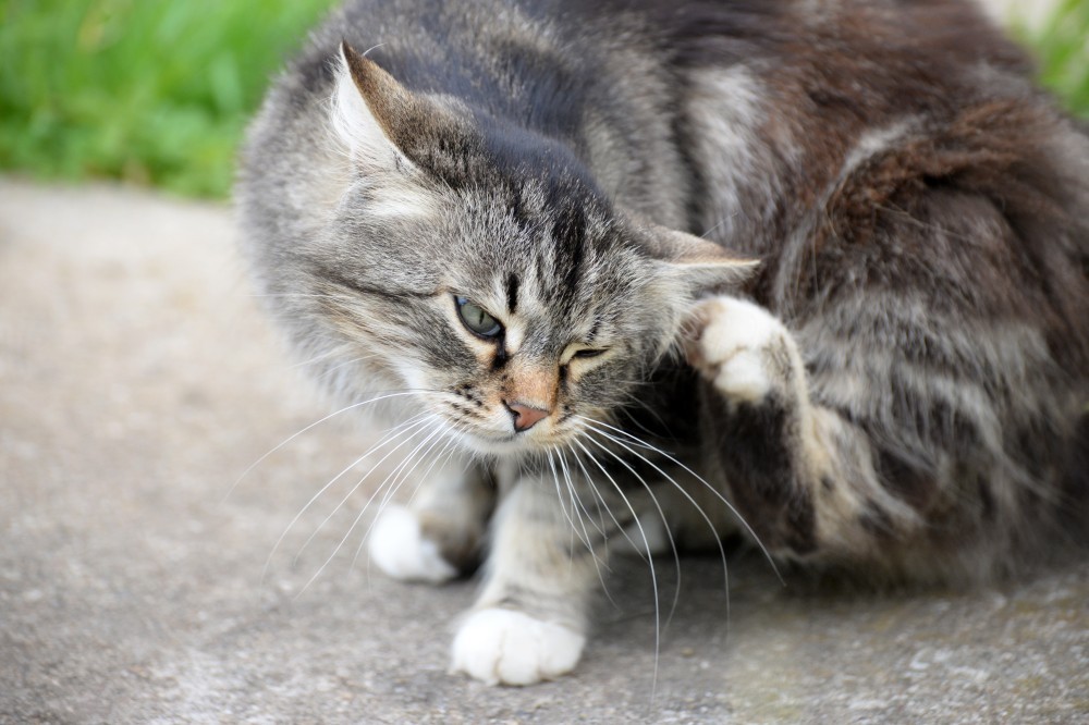 Коты могут годами обходится без очистки ушей, что будет, однако, наносить вред их здоровью