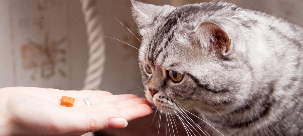 Коты потребляют витамины крайне неохотно