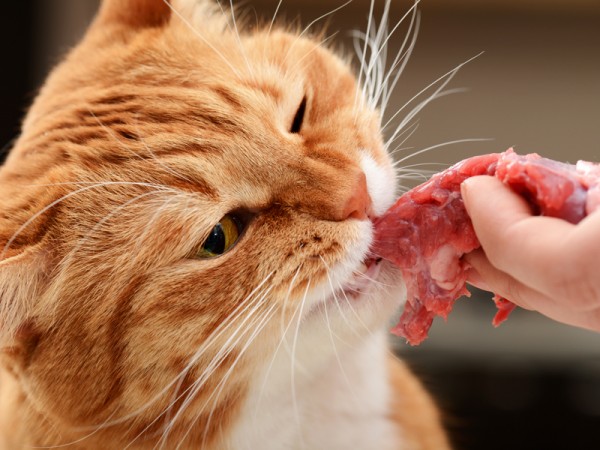 Коты чутко реагируют на ароматный запах свежего мяса и игнорируют лежалые куски