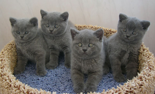 Котята британской короткошёрстной кошки