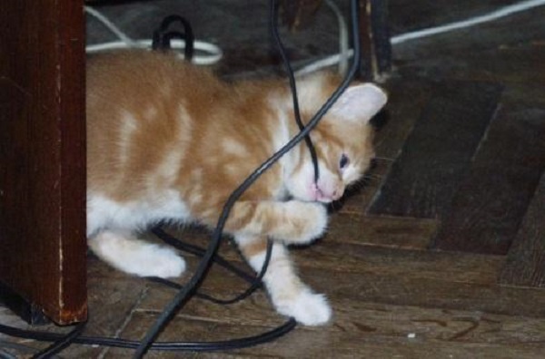 Котята пробуют на зуб чуть ли не каждую вещь в доме, провода часто входят в их число
