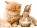 Котёнок и крольчонок
