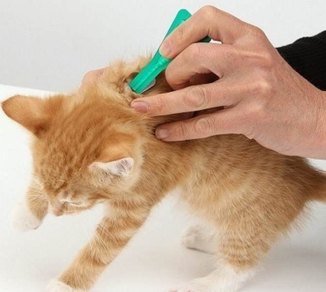 Обработка котёнка Фронтлайном, созданным для мелких животных