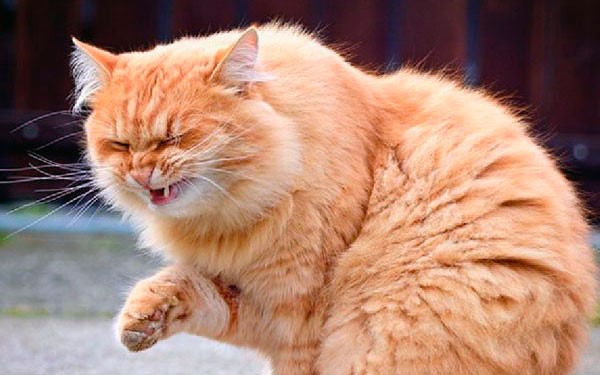 Кошачий кашель имеет несколько типов