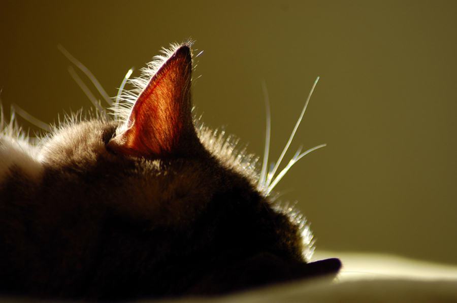 Кошачьи уши намного подвижней человеческих, что позволяет им быстрее улавливать звук