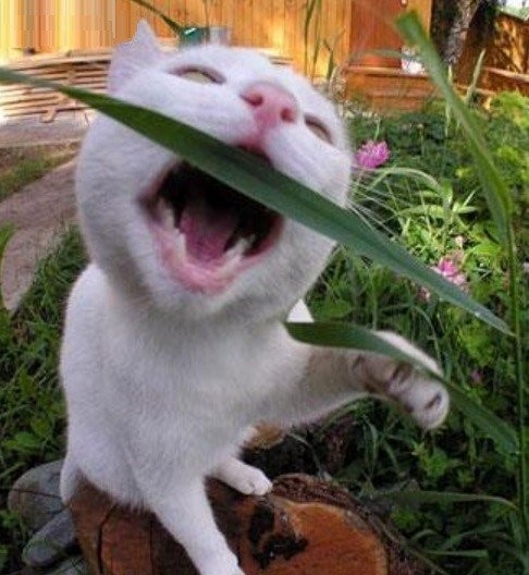 Кошка ест траву