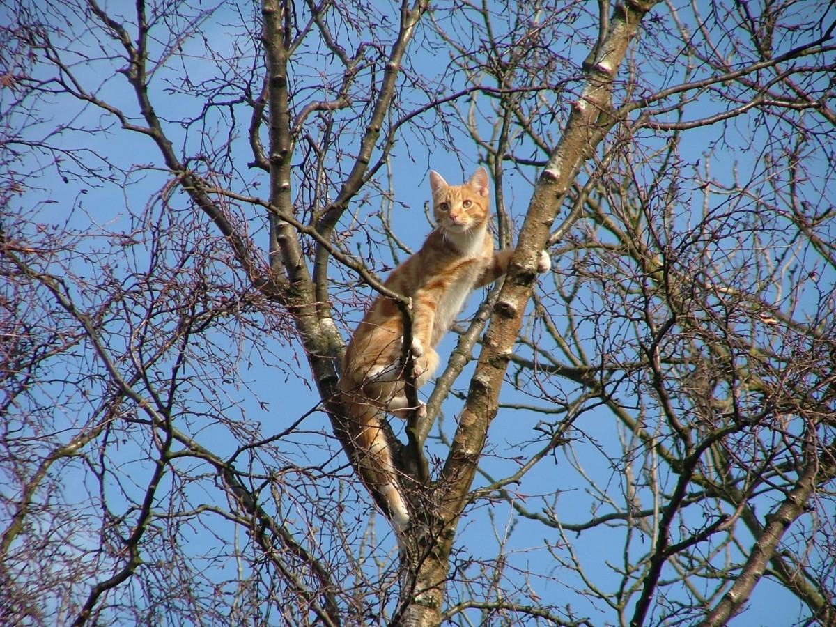 Кошка забралась на дерево