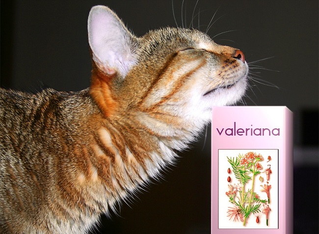 Кошки любят запах валерьянки