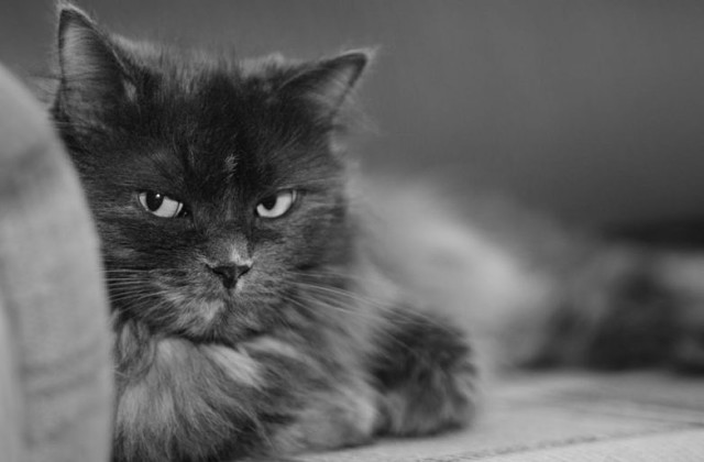 Кошки могут долго помнить обиду и при случаи мстить хозяину