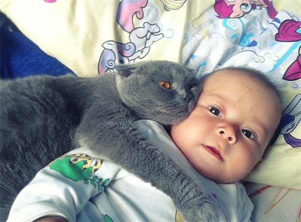 Кошки очень трепетно и заботливо относятся к маленьким детям