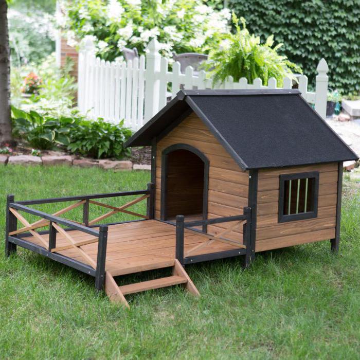 Красивый и оригинальный домик для собаки, который стоит на ножках и не будет затоплен в сезон сильных дождей