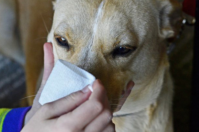 Кровь можно остановить приложив что-нибудь холодное к спинке носа собаки