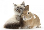 Кролик и кошка взрослые