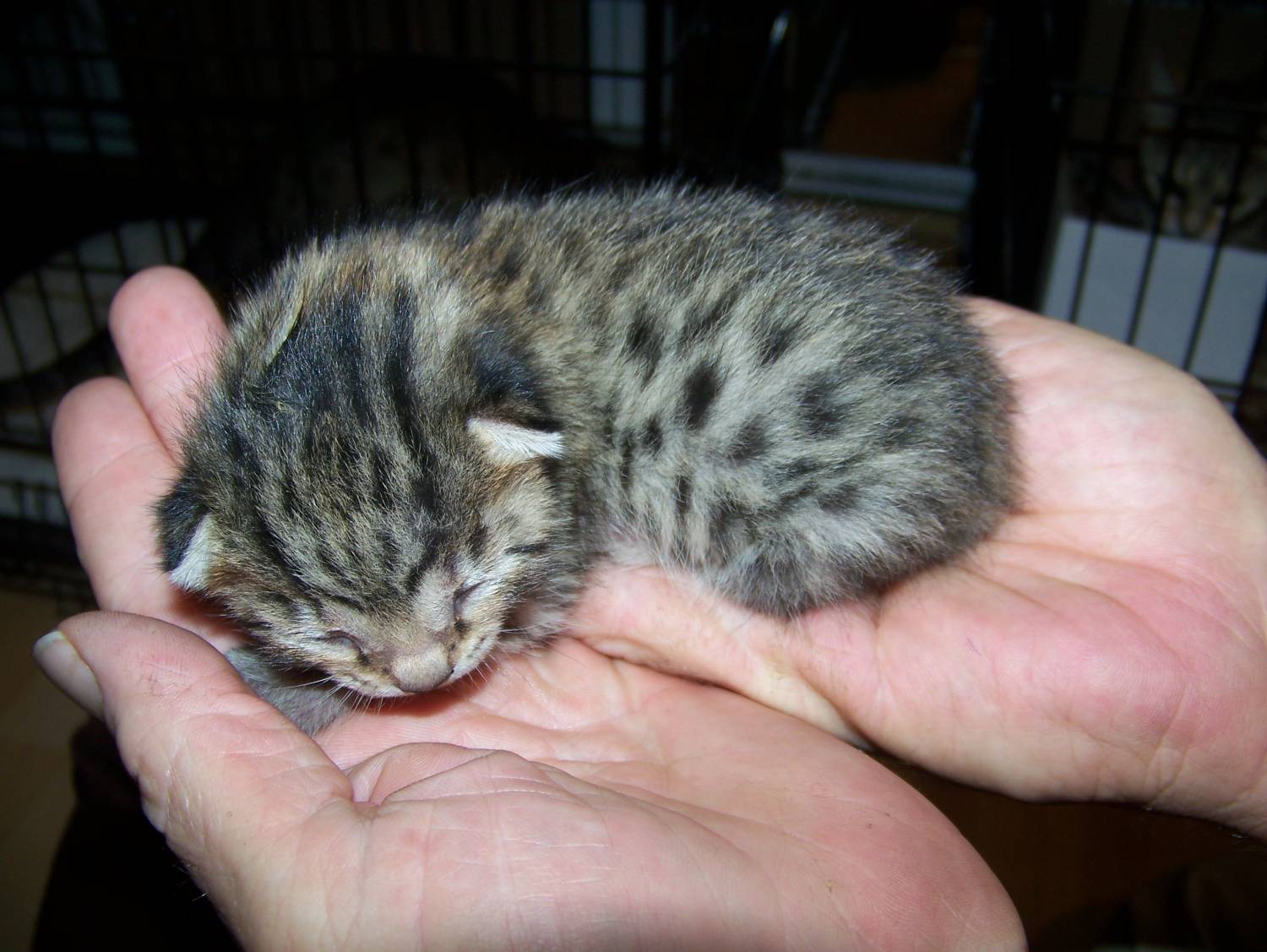 Крошечный котёнок египетской мау