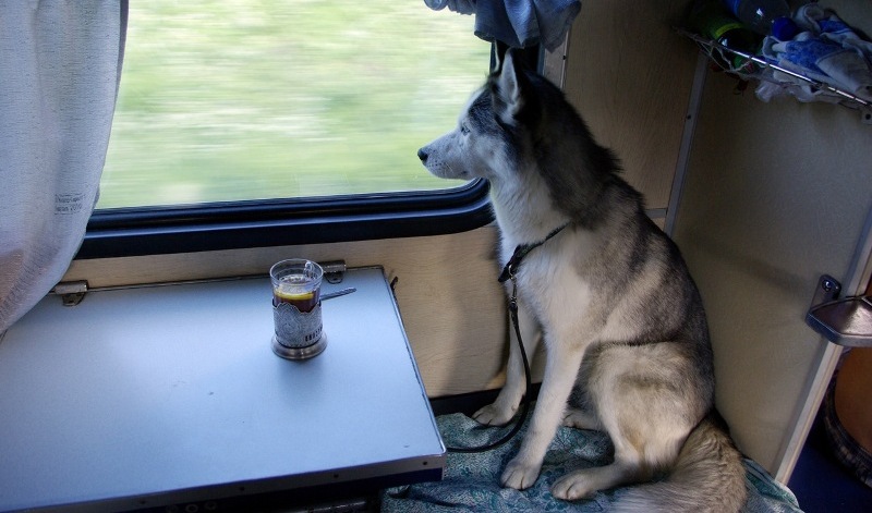 Крупные собаки могут путешествовать лишь в выкупленных купе