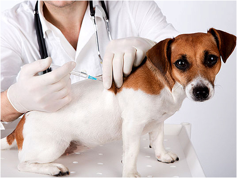 Лечение бронхита должно строго проходить под наблюдением ветеринарного врача 