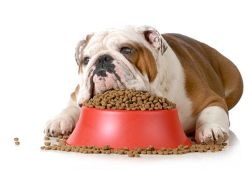 Лучше кормить собаку сухим кормом класса «холистик»