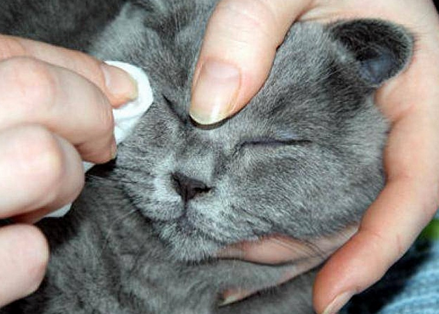 Любое неаккуратное нажатие может повлечь за собой травму глаза кота