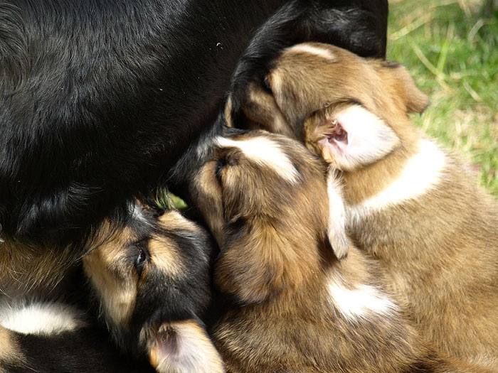 Материнское молоко является первой "вакциной" в жизни щенков