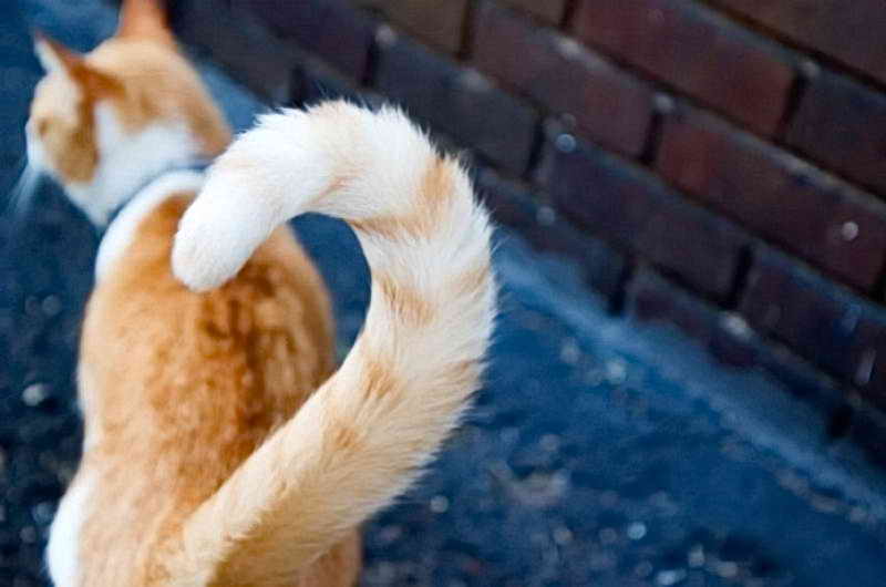 Меняя положение тела кошки показывают свое отношение к окружающим